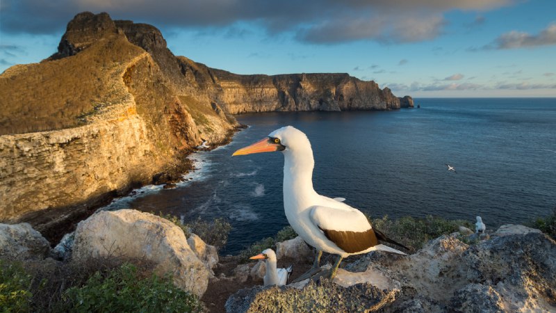 Waiting to 'Galápa-go'Nazca boobies, Wolf Island, Galápagos Islands, Ecuador (© Tui De Roy/Minden Pictures)原图