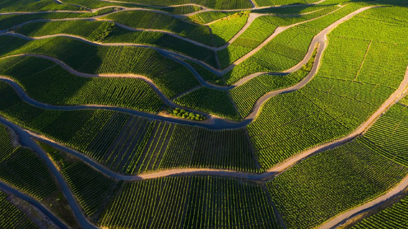 完美的葡萄酒摩泽尔河谷的葡萄园，莱茵兰-法尔茨，德国 (© Jorg Greuel/Getty Images)