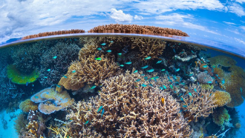 意义深远Coral reef in the Indian Ocean, Mayotte, France (© Gabriel Barathieu/Minden Pictures)