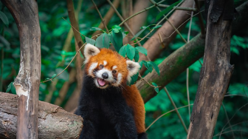 和我一起避暑吧！树上的中国小熊猫, 成都, 四川省, 中国 (© Jackyenjoyphotography/Getty Images)