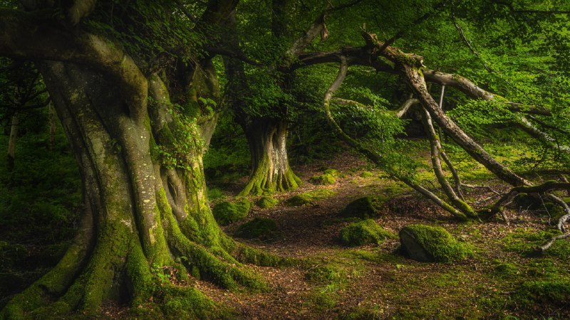 你可曾见过此等景色古老山毛榉树，格莱纳里夫森林公园，安特里姆郡，北爱尔兰 (© Dawid K Photography/Shutterstock)原图