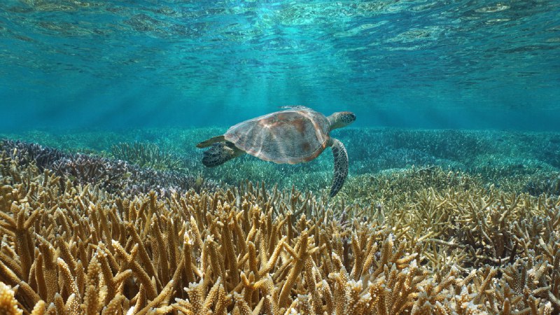 #Bing_Wallpaper保护海洋生物——绿海龟一只绿海龟在太平洋中游泳，法国海外属地新喀里多尼亚 (© Damsea/Shutterstock)4K