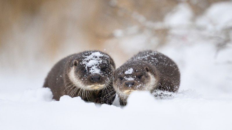 #Bing_Wallpaper水獭之国爱沙尼亚欧亚水獭和幼崽, 爱沙尼亚 (© Sven Zacek/naturepl.com)4K | 1080P