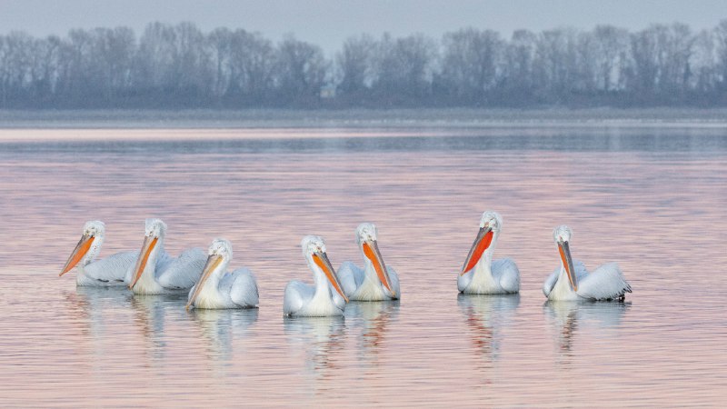 #Bing_Wallpaper羽翼预告：前方有鹈鹕卷羽鹈鹕，凯尔基尼湖，希腊 (© Guy Edwardes/naturepl.com)4K | 1080P