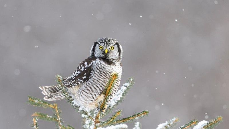 #Bing_Wallpaper"谁"这么说？猛鸮，加拿大 (© pchoui/Getty Images)4K