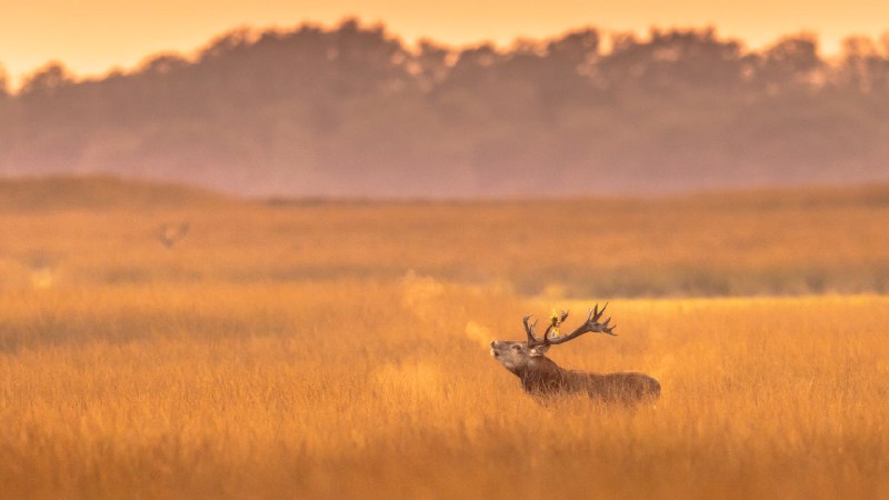 #Bing_Wallpaper哎呀，好冷啊！荷兰梵高国家森林公园的马鹿雄鹿, 荷兰 (© CreativeNature_nl/Getty Images)4K | 1080P