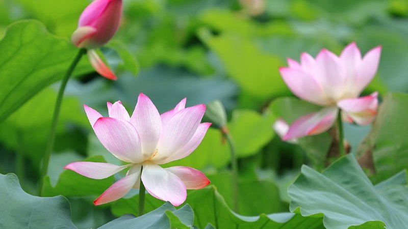 #Bing_Wallpaper