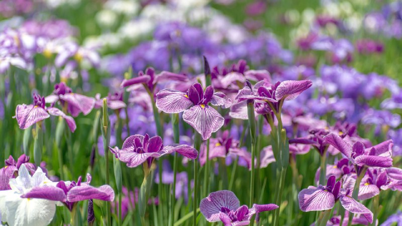 #Bing_Wallpaper紫色的波浪东京的鸢尾花园, 日本 (© M.Arai/Getty Images)4K