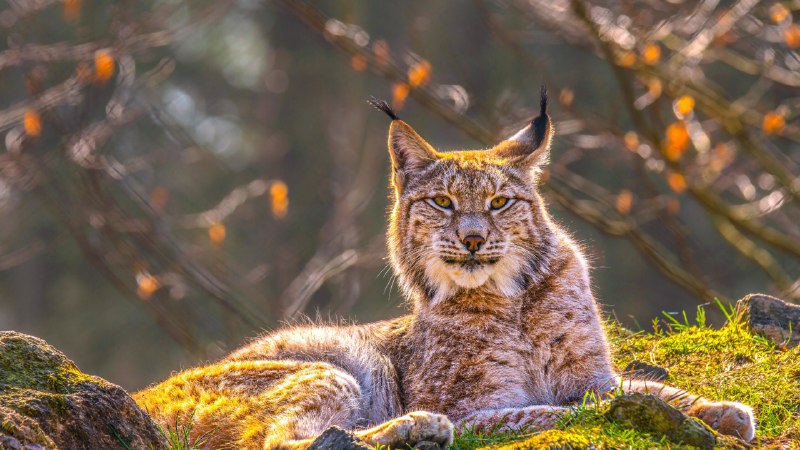 #Bing_Wallpaper幽灵之猫欧亚猞猁，西伯利亚 (© Mario Plechaty Photograph/Shutterstock)4K | 1080P