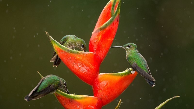 #Bing_Wallpaper小小鸟儿，巨大影响龙虾爪花上取食的绿顶辉蜂鸟，哥斯达黎加 (© Paul Hobson/Nature Picture Library)4K | 1080P