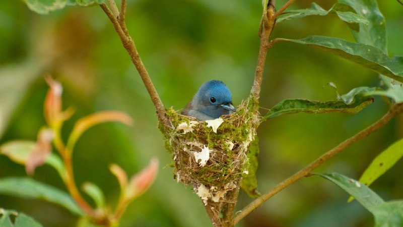 #Bing_Wallpaper温暖舒适的摇篮正在筑巢的雌性黑枕王鹟 (© komkrit tonusin/Alamy)4K