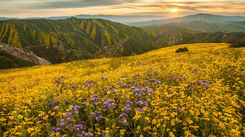 #Bing_Wallpaper花海绽放卡里佐平原国家纪念碑的超级花期，加利福尼亚州，美国 (© Robb Hirsch/TANDEM Stills + Motion)4K