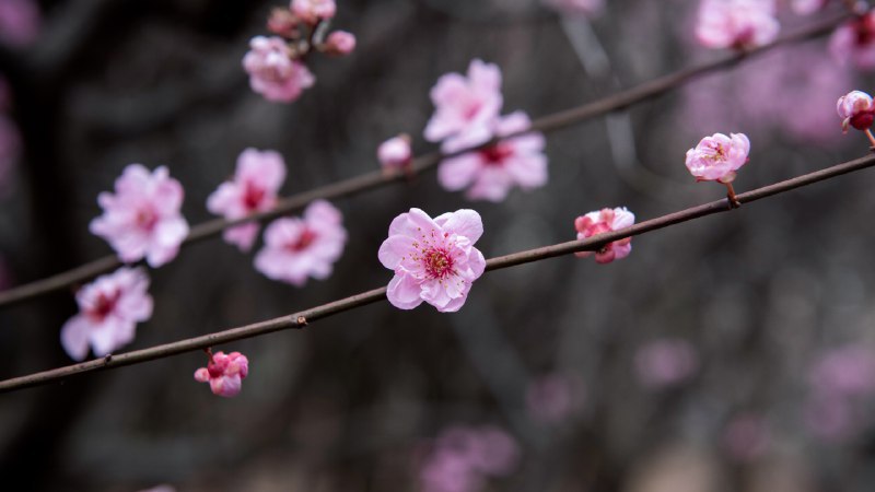 #Bing_Wallpaper花开中国中国的梅花 (© zhikun sun/Getty Images)4K