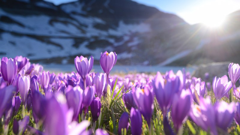 🖼 聚光灯下的番红花#Bing_Wallpaper聚光灯下的番红花紫番红花, 里拉七湖, 保加利亚 (© Maya Karkalicheva/Getty Images)4K | 1080P