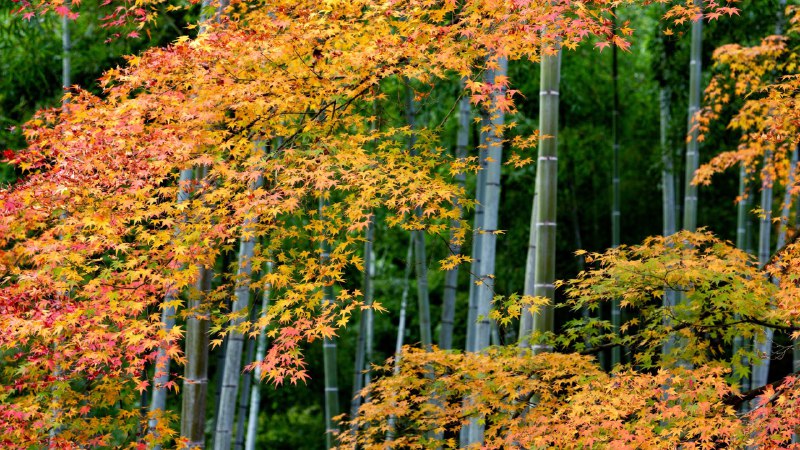 #Bing_Wallpaper竹林吐纳清气，枫叶绚烂如火岚山缤纷的枫叶与竹林, 京都, 日本 (© DoctorEgg/Getty Images)4K | 1080P