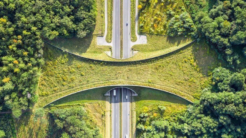 #Bing_Wallpaper为动物脚掌而建，而非行人扎克舒夫附近的野生动物通道，波兰 (© bbsferrari/Getty Images)4K | 1080P