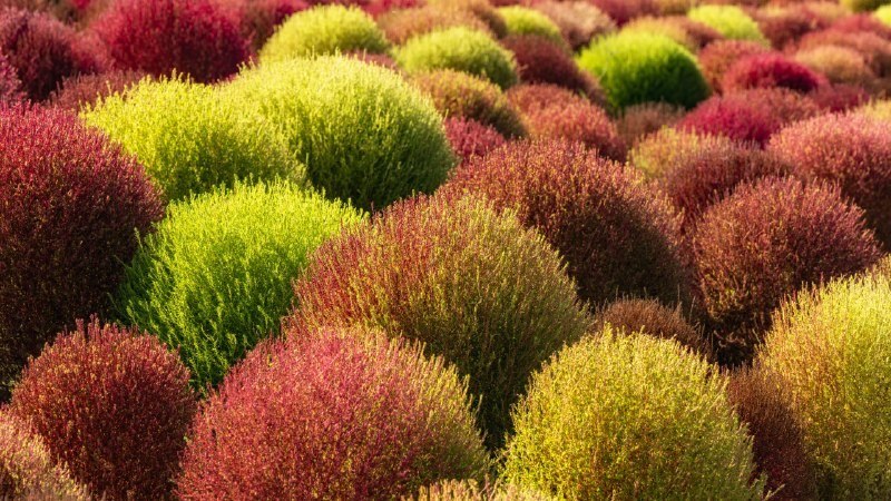 🖼 坚韧在此扎根#Bing_Wallpaper坚韧在此扎根地肤田，中国 (© lingqi xie/Getty Images)4K | 1080P