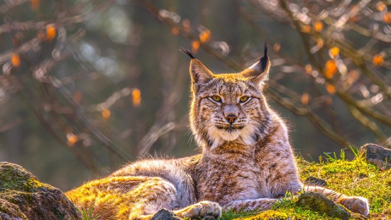 #Bing_Wallpaper幽灵之猫欧亚猞猁，西伯利亚 (© Mario Plechaty Photograph/Shutterstock)4K | 1080P