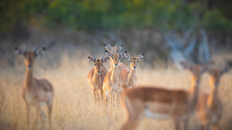 #Bing_Wallpaper高角羚群紧急戒备一群高角羚, 隆多洛齐野生动物保护区, 南非 (© Mint Images/Getty Images)4K | 1080P