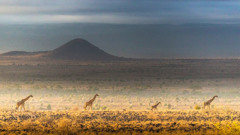 #Bing_Wallpaper野生动物的生活马赛长颈鹿，安波塞利国家公园，肯尼亚 (© Art Wolfe/DanitaDelimont.com)4K
