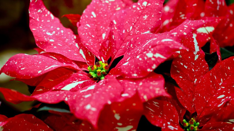 #Bing_Wallpaper点亮节日的红色植物有斑点的一品红 (© DigiPub/Getty Images)4K | 1080P