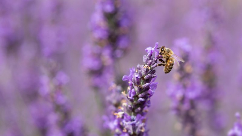 #Bing_Wallpaper小翅膀，大作用薰衣草上的蜜蜂 (© Anthony Brown/Alamy Stock Photo)4K