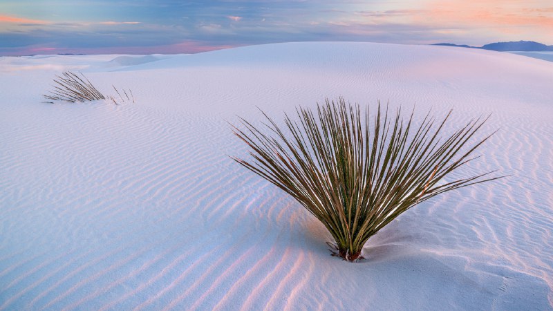 #Bing_Wallpaper伪装成沙漠的奇境白沙国家公园，新墨西哥州，美国 (© Francesco Carucci/Getty Images)4K | 1080P