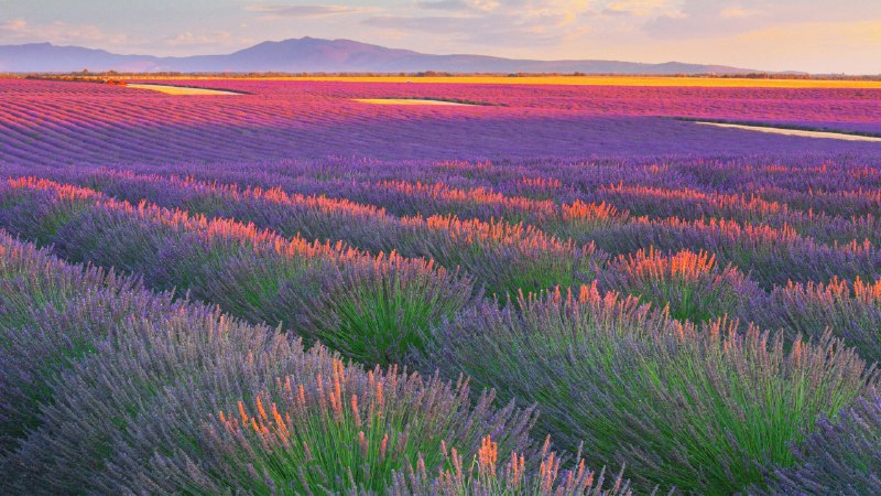 #Bing_Wallpaper追随香气的地平线瓦朗索勒高原的薰衣草田，法国 (© zpagistock/Getty Images)4K