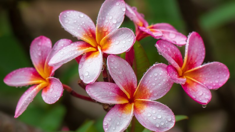 #Bing_Wallpaper芬芳的传统鸡蛋花，夏威夷，美国 (© Miranda Jans/Getty Images)4K