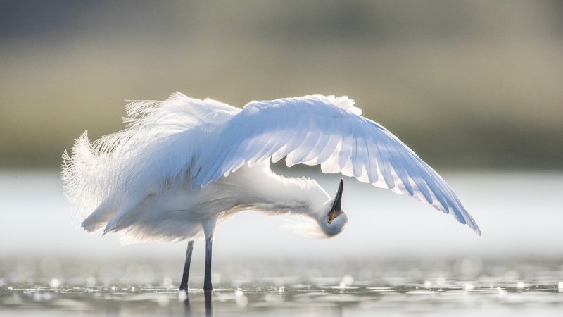 🖼 优雅羽饰#Bing_Wallpaper优雅羽饰梳理羽毛的雪鹭，佛罗里达州中部，美国 (© Donald M. Jones/Minden Pictures)4K | 1080P