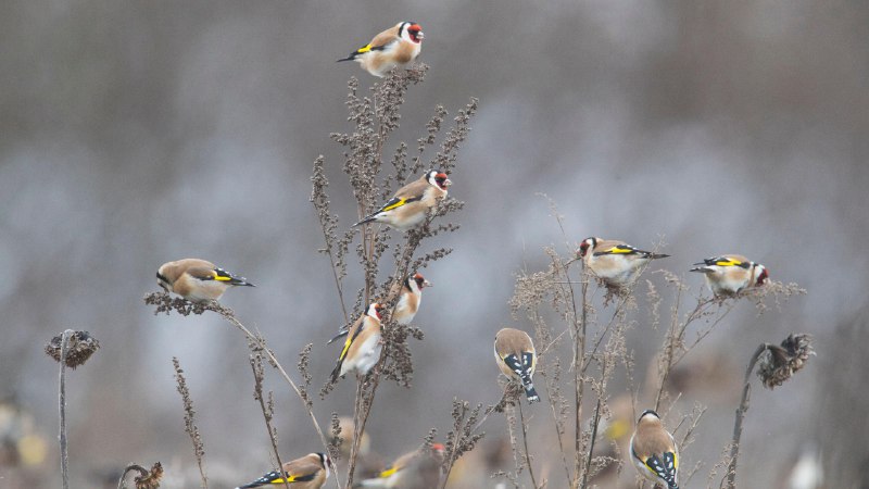 #Bing_Wallpaper色彩斑斓的访客向日葵田里的红额金翅雀，德国 (© Juniors Bildarchiv GmbH/Alamy)4K
