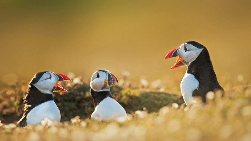 #Bing_Wallpaper