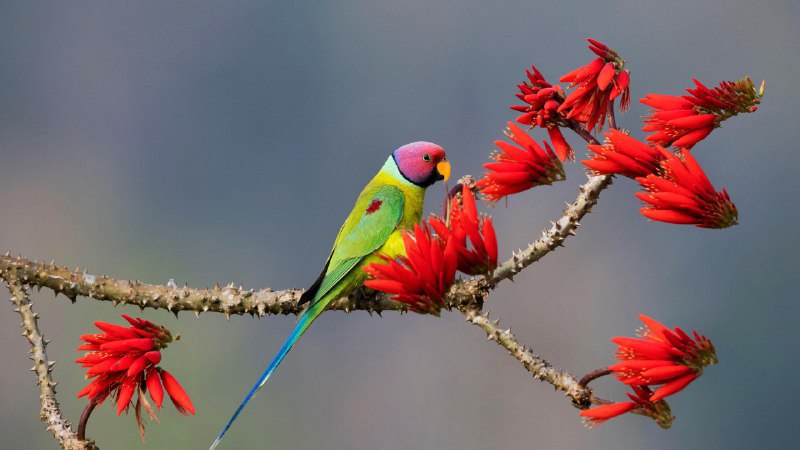 #Bing_Wallpaper树梢上的焦点希莫加的紫红头鹦鹉，卡纳塔克邦，印度 (© Hira Punjabi/Alamy Stock Photo)4K