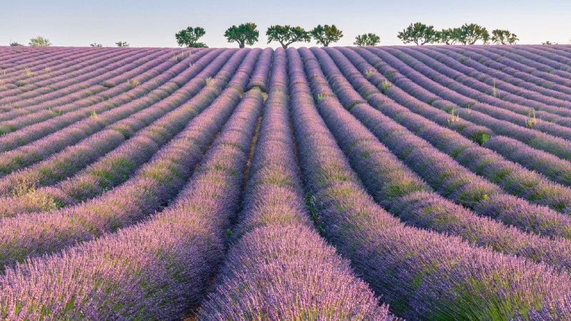 🖼 紫色花海#Bing_Wallpaper紫色花海瓦朗索勒高原的薰衣草行，普罗旺斯，法国 (© Robert Harding/Shutterstock)4K | 1080P
