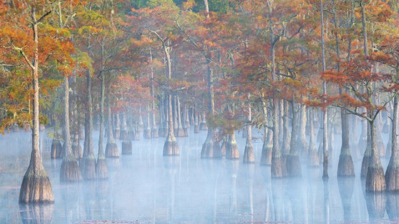在秋天里傲然挺立乔治·史密斯州立公园的柏树，佐治亚州，美国 (© Chris Moore/TANDEM Stills + Motion)4K原图：