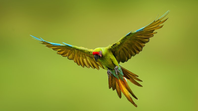 #Bing_Wallpaper守护濒危生命的一天大绿金刚鹦鹉, 墨西哥 (© Ondrej Prosicky/Shutterstock)4K