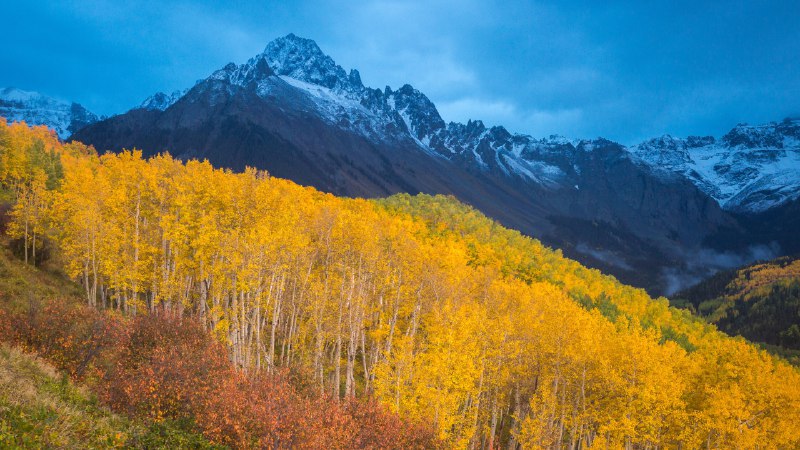 #Bing_Wallpaper金色的秋日余晖里奇韦附近斯内弗尔斯山脚下的秋色, 科罗拉多州, 美国 (© Grant Ordelheide/TANDEM Stills + Motion)4K | 1080P