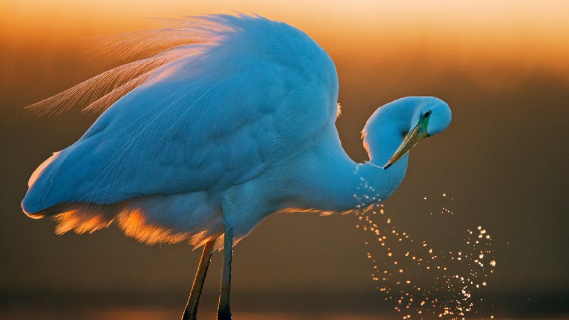 #Bing_Wallpaper这只白鹭毫无遗憾大白鹭，匈牙利 (© Markus Varesvuo/Nature Picture Library)4K