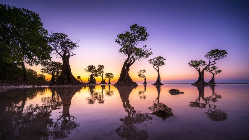 #Bing_Wallpaper潮汐的守护者黄昏时的红树林，瓦拉基里海滩，松巴岛，印度尼西亚 (© Boonchet Ch./Getty Images)4K