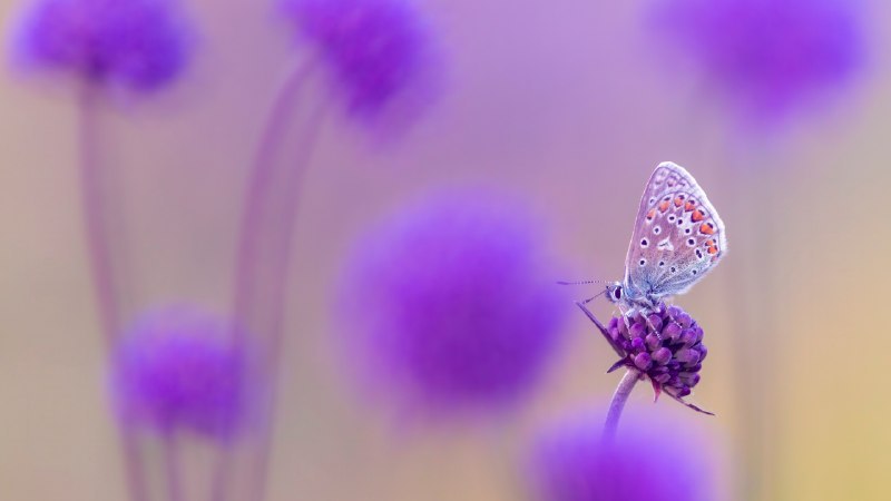 🖼 天蓝色的翅膀#Bing_Wallpaper天蓝色的翅膀普通蓝灰蝶，德文郡，英格兰 (© Ross Hoddinott/Nature Picture Library)4K | 1080P