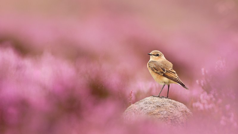 #Bing_Wallpaper伫立凝视穗䳭和盛开的帚石楠，峰区国家公园，英格兰 (© Ben Hall/Nature Picture Library)4K