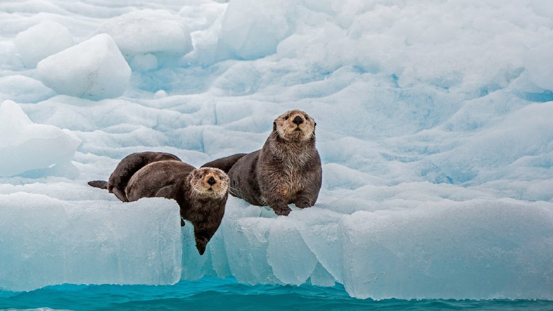 #Bing_Wallpaper酷毙了海獭，威廉王子湾，阿拉斯加州，美国 (© Gerald Corsi/Getty Images)4K