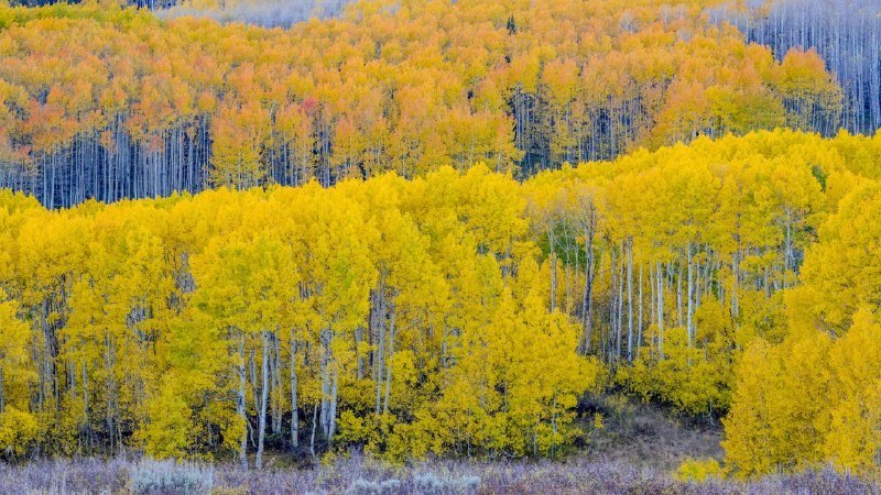 🖼 金色时节#Bing_Wallpaper金色时节瓜兹曼山口附近的秋日山杨林，犹他州，美国 (© Danita Delimont/Shutterstock)4K | 1080P