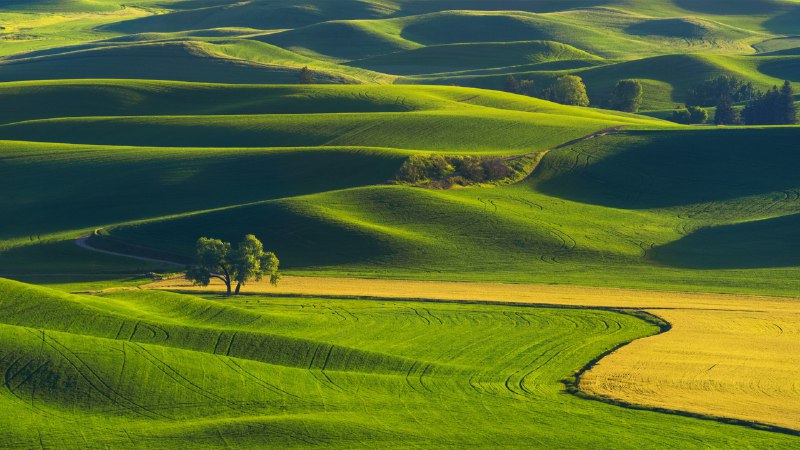#Bing_Wallpaper大自然的绿色地毯帕卢斯连绵起伏的丘陵，华盛顿州，美国 (© svetlana57/Getty Images)4K