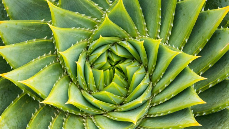 #Bing_Wallpaper大自然的密码多叶芦荟，袋鼠岛，澳大利亚 (© Michael Melford/Alamy)4K
