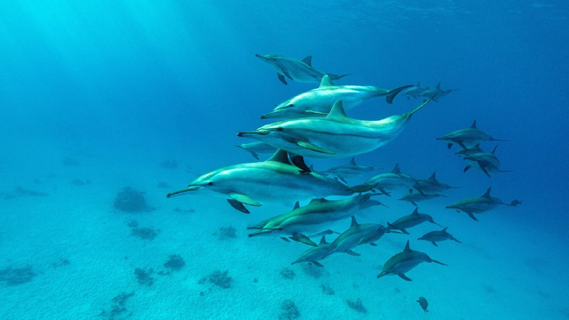 #Bing_Wallpaper野性畅游，自在徜徉红海中的飞旋海豚群, 阿拉姆港, 埃及 (© Franco Banfi/Nature Picture Library)4K