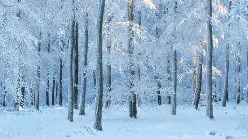 #Bing_Wallpaper优雅地老去比利时的欧洲山毛榉森林 (© Philippe Moes/Minden Pictures)4K