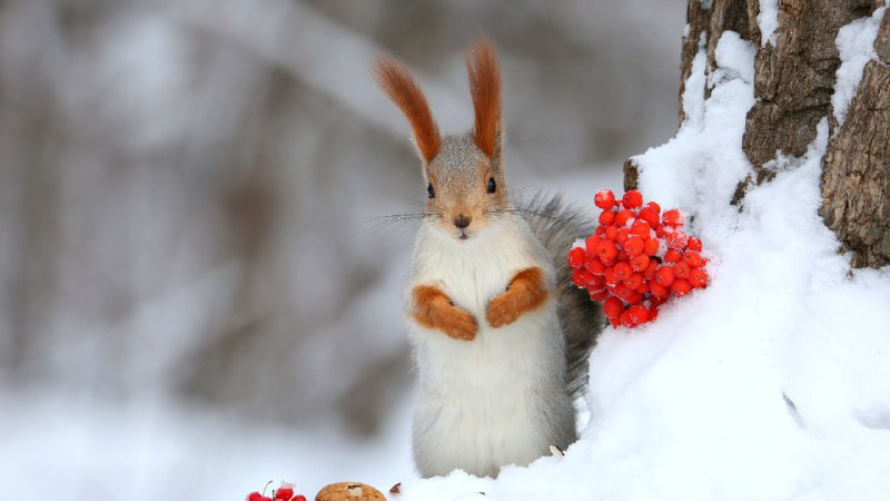 #Bing_Wallpaper冬日白雪中的一抹红欧亚红松鼠 (© Galina Jacyna/Getty Images)4K | 1080P