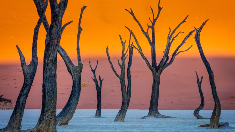 #Bing_Wallpaper死谷的幽灵骆驼刺树, 死亡谷, 纳米布 - 诺克卢福国家公园, 纳米比亚 (© Inge Johnsson/Alamy Stock Photo)4K
