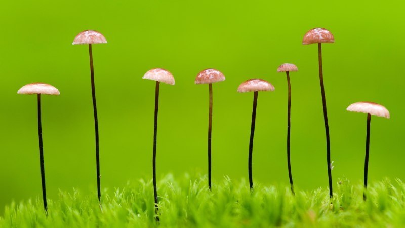 🖼 脚下的世界#Bing_Wallpaper脚下的世界马鬃小皮伞，白俄罗斯 (© Máté/Nature Picture Library)4K | 1080P